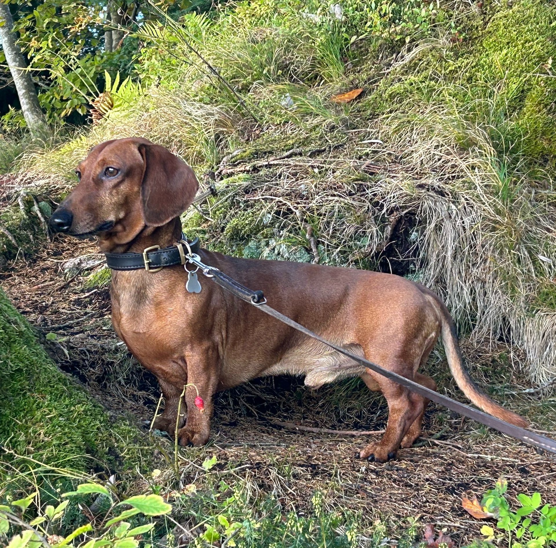 Bild von Hund 135